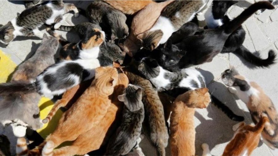Horror në Francë, zbulohen 100 mace të ngordhura në shtëpinë e një pensionisti
