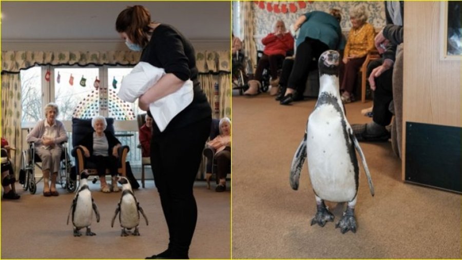 Pinguinët vizitojnë një shtëpi të kujdesit në Angli