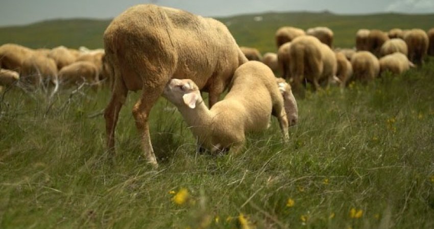 ​Kultivuesit e deleve dhe dhive kërkojnë rritje të subvencioneve, ndryshe paralajmërojnë protesta