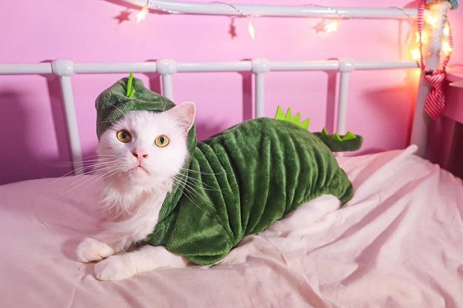 Njihuni me macen 'Mbretëreshë të Instagramit', Cat Brossy nga Singapori