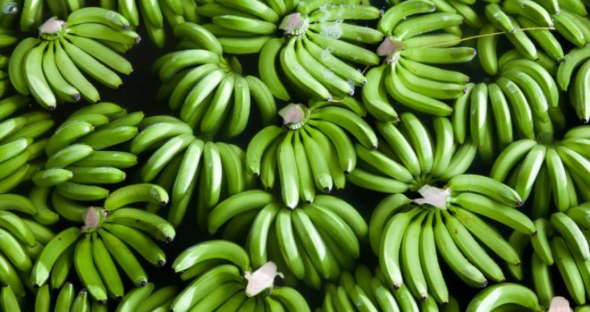 Ngrënia e bananeve para se të piqen vjen me përfitime befasuese
