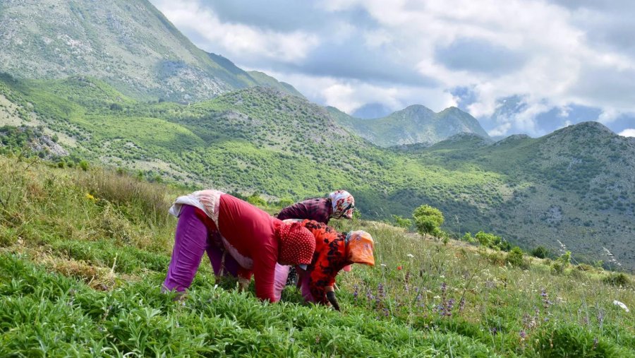FOTO/ BBC reportazh nga Kukësi: Bimët e maleve shqiptare që na bëjnë të dukemi të rinj