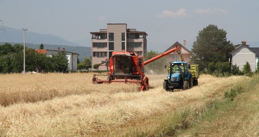 Sivjet planifikohen të mbillen rreth 70 mijë hektarë me grurë në Kosovë