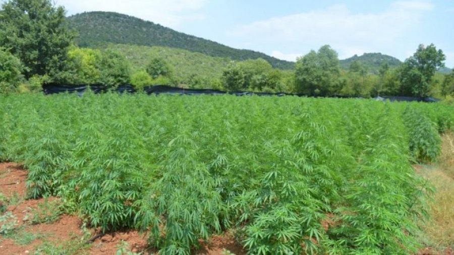 FOTO/ Zbulohet plantacioni më i madh i marijuanës në Mal të Zi