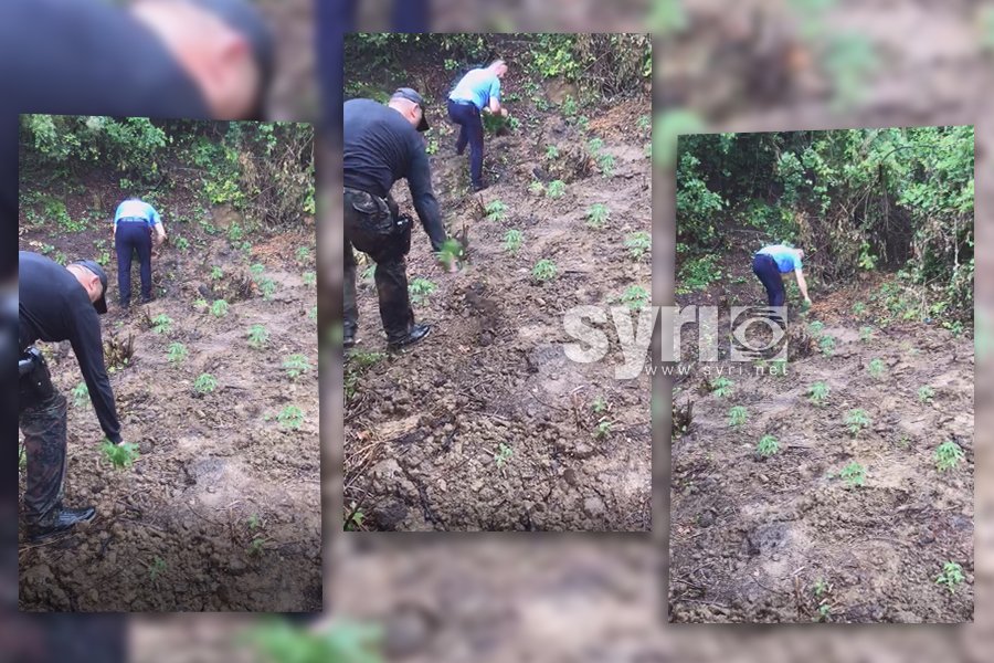 VIDEO - EMRAT/ Arrestohen nënë e bir në Skrapar, kishin mbjellë hashash, procdohet kryeplaku