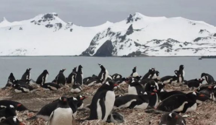 E fundit/ Pinguinët në Antarktidë po hanë mikroplastikë