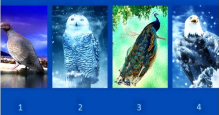 TEST: Zgjidhni një nga këta zogj dhe zbuloni çfarë ju karakterizon