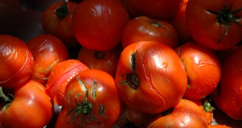 Ja si mund të përfitojmë energji elektrike nga domatet e prishura