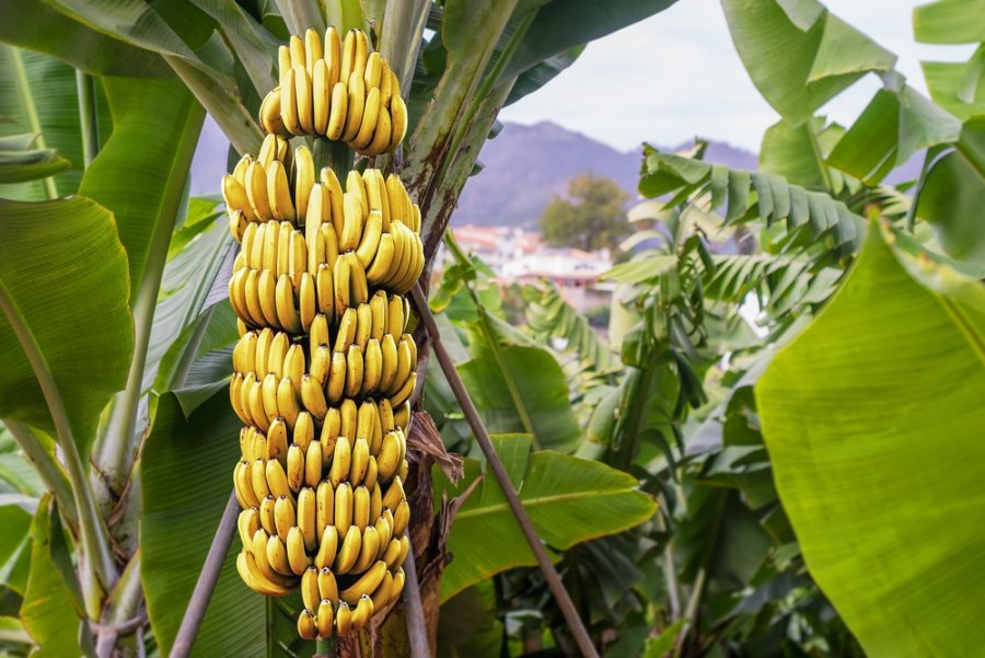 Importi i bananeve në 2020 arrin tjetër rekord historik, interes i madh për Ekuadorin