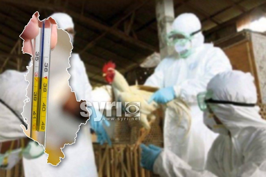 Kërcënimi shëndetësor/ Si mbërriti gripi i shpendëve në Shqipëri