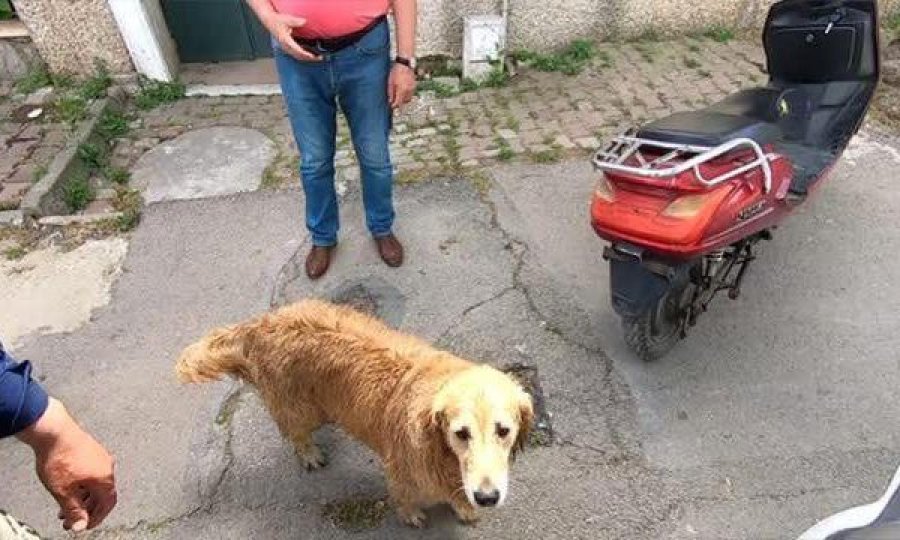 Qeni ndjek me kilometra ambulancën që po transportonte pronaren e sëmurë