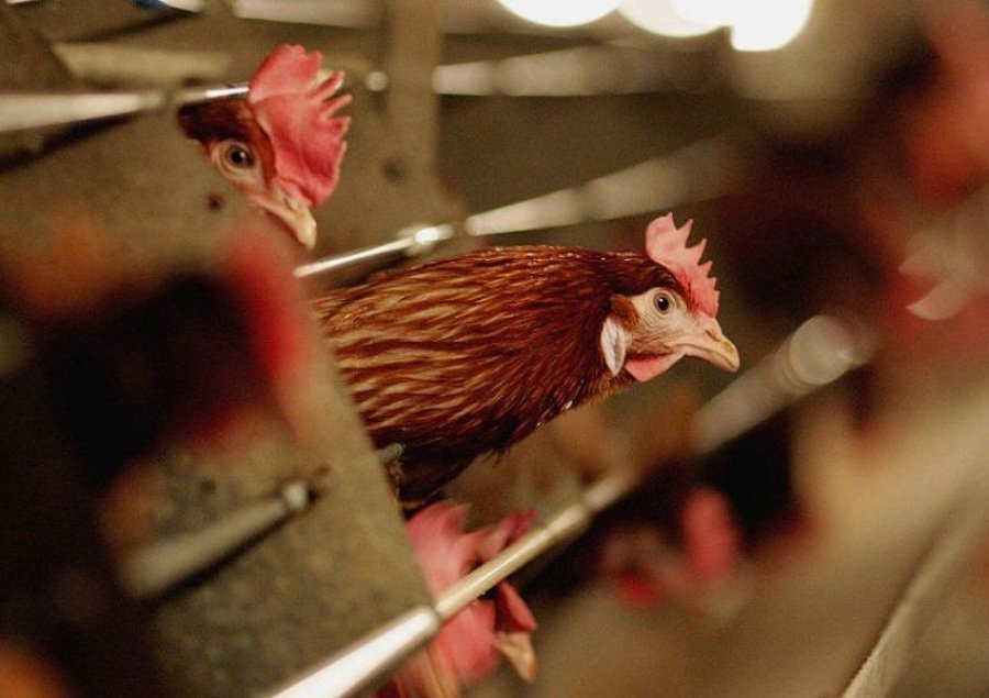 ‘Kur të shikoni që pula ka lot në sy dhe…’/ Eksperti i ushqimit jep këshilla për të shmangur virusin e shpendëve