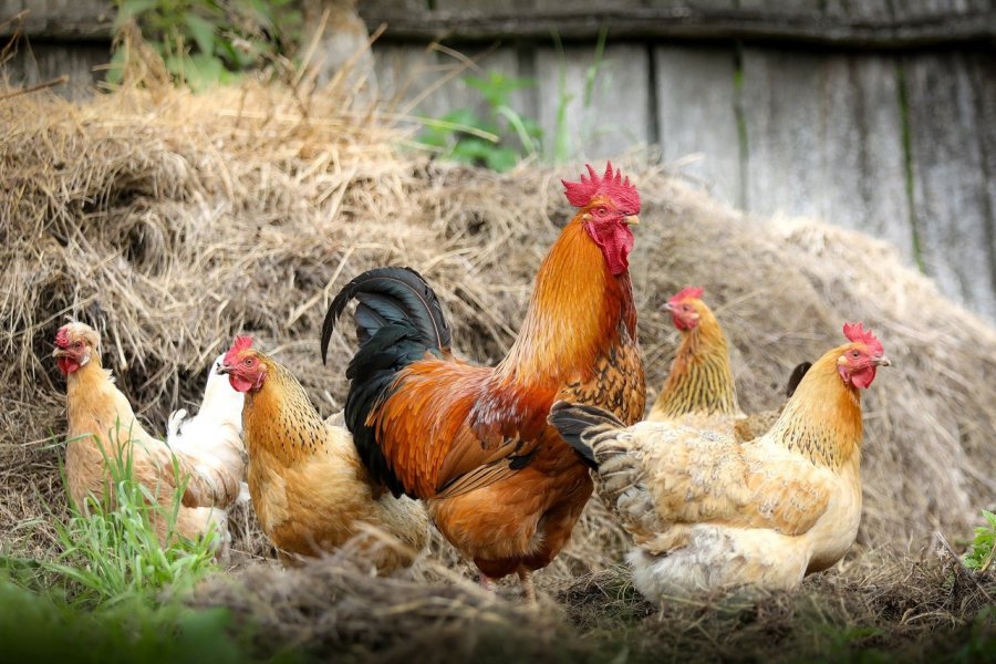 Gripi i shpendëve, Kosova asgjeson pula në ferma familjare: E kemi nën kontroll