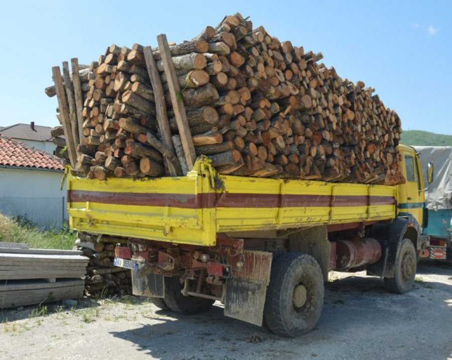 Prisnin dru në zonë të mbrojtur, dy të arrestuar dhe dy procedime në Pogradec