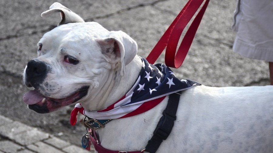 SHBA ndalon importin e qenve nga më shumë se 100 shtete