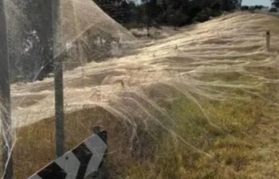 Pas pushtimit nga minjtë dhe përmbytjet, Australia ‘rrethohet’ nga rrjetat e merimangave