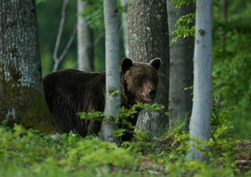 Sulmi fatal i ariut ndaj një njeriu në Sllovaki ndez alarmin dhe paralajmërimin e popullsisë 