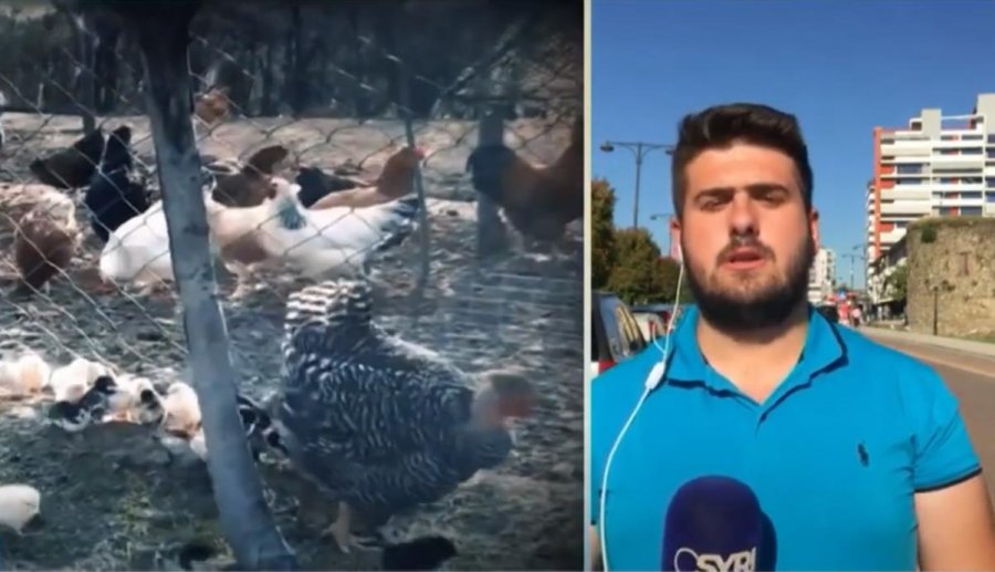 VIDEO/ Rishfaqet gripi i shpendëve në vend, në Peqin zogjtë i groposin të gjallë