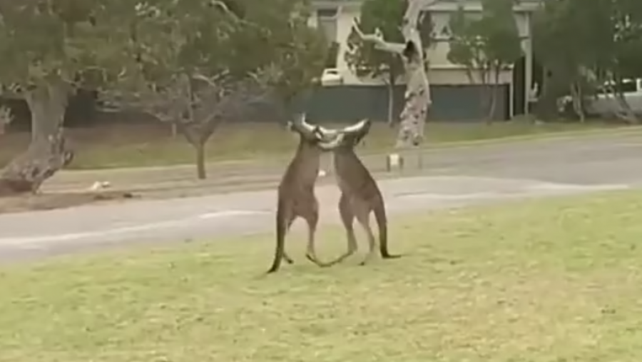 VIDEO VIRALE/ Kangurët bëjnë sherr në Australi, ja si zihen me njëri-tjetrin