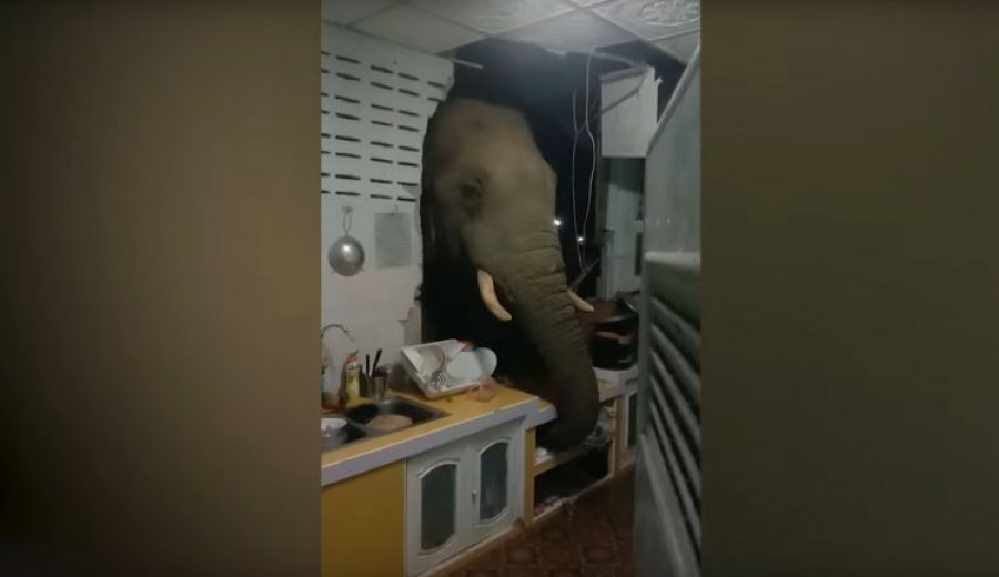 VIDEO/ Një elefant në kuzhinë: Familja në Tajlandë surprizohet nga mysafiri i paftuar 