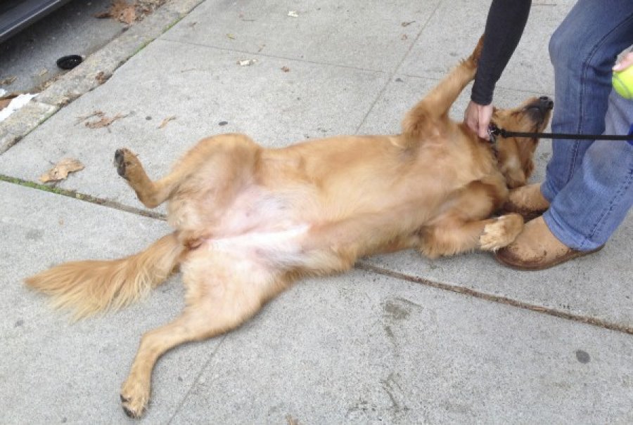 VIDEO/ Keqtrajtimi i kafshëve nuk ndalet, qytetari tërheq zvarrë mizorisht qenin