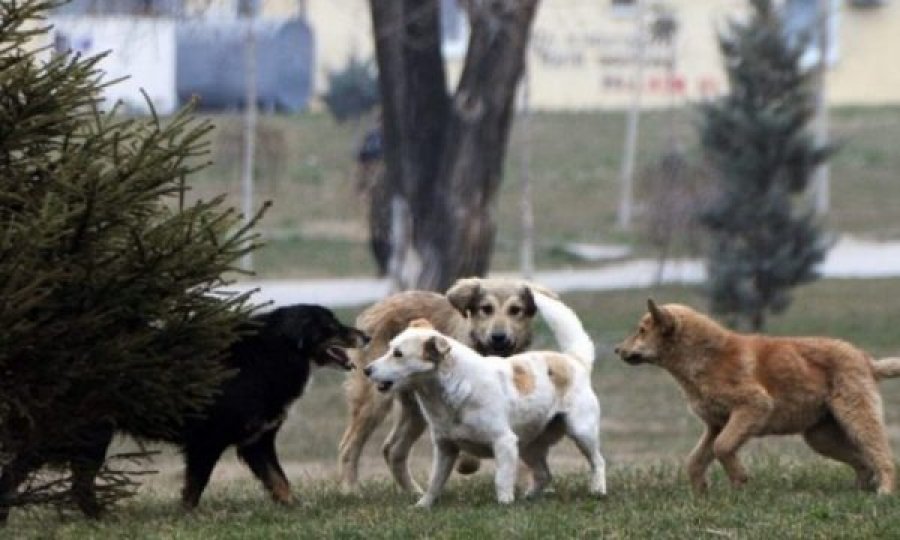 Kosovë/ Regjistrimi i kafshëve shoqëruese i obligueshëm, ata që i braktisin do të dënohen