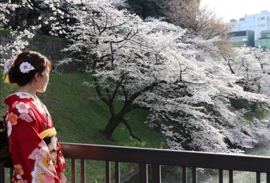 Edhe pse pandemi, japonezët shijojnë lulen e qershisë