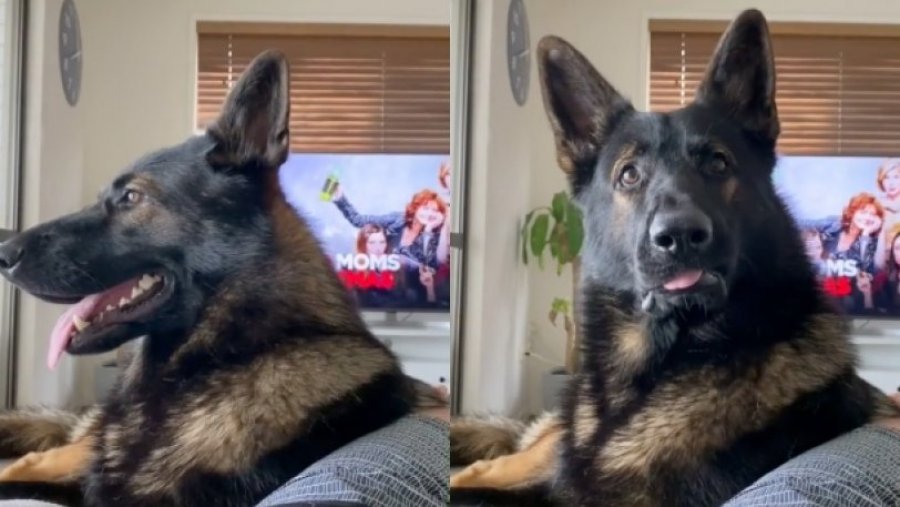 Reagim i pabesueshëm i një qeni policie kur dëgjon fjalën ‘kokainë’