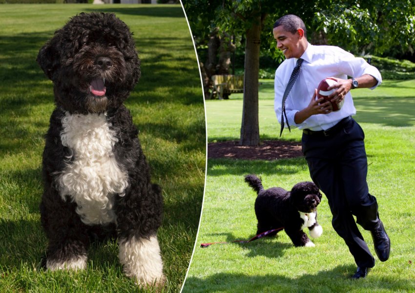 Ngordh qeni i famshëm i ish-Presidentit Obama 