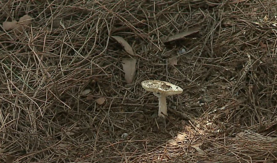 Vdekja e kosovarëve në Shqipëri, kultivuesit thonë se sezoni i kërpudhave ende s’ka filluar