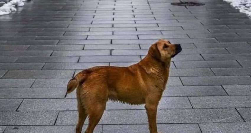 Publikohen pamjet e qenit që për keqtrajtimin e tij u akuzuan regjisori Himaj dhe Teuta, është shëndosh e mirë