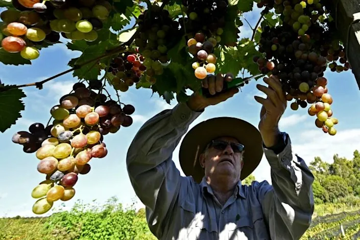 Vreshtarët bolivianë që prodhojnë verën me shijen 'dalluese' të lartësisë
