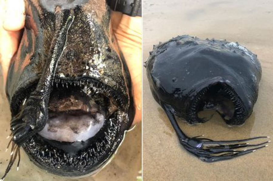 Peshku ‘alien’ i thellësive tmerron fëmijët në plazh