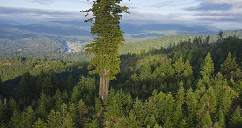Çfarë misteri fshihet pas pemës më të lartë në botë, vendodhja e saj mbahet sekret
