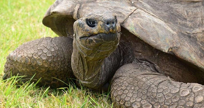 Kjo është breshka që ka lindur në vitin 1832, është gjallë edhe sot