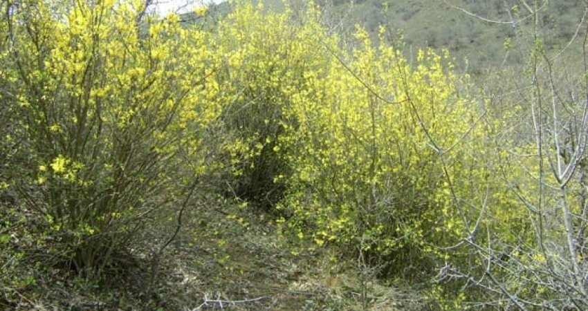 Habitati endemik Boshtra një vlerë e shtuar e regjistrit të zonave të mbrojtura të natyrës 