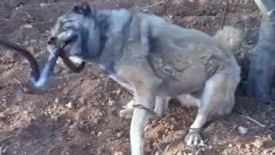 Lufta mes qenit bari dhe gjarprit gjigand bëhet virale në rrjete sociale
