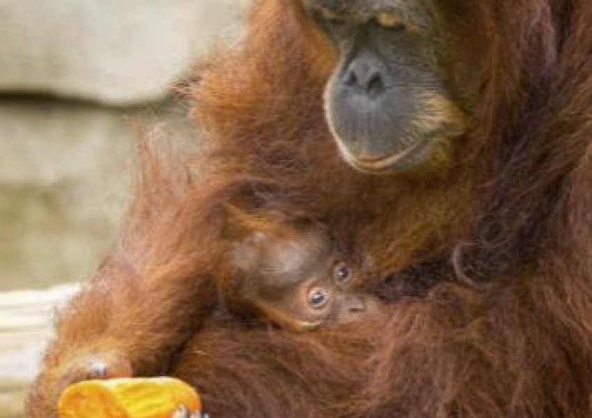 Fëmijët e spitalit i vënë emrin Mjaltë, bebes së orangutangut