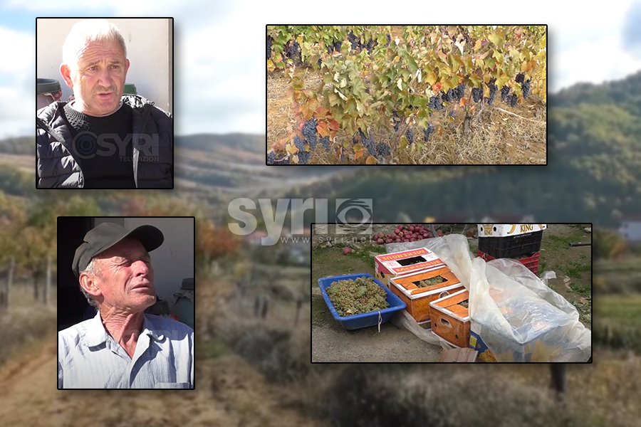 VIDEO – SYRI TV/ Rrushi mbetet stok në Pogradec, Fermerët: Kosto e madhe për prodhimin