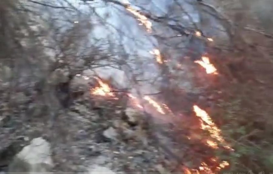 VIDEO/ Zjarr i fuqishëm në Berat, flakët rrezikojnë pyllin me pisha