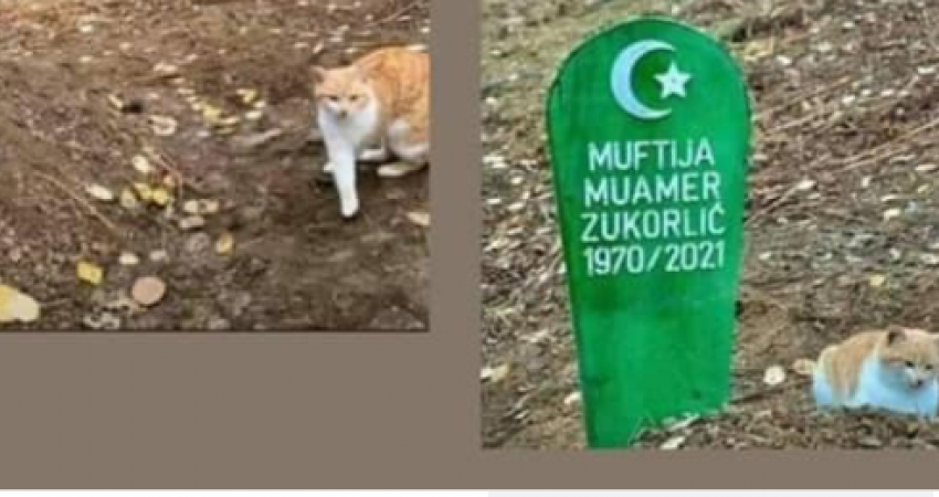 E dhimbshme: Macja qëndron dy ditë tek varri i myftiut qe vdiq papritur