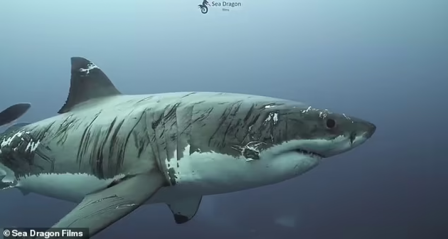 VIDEO/ Filmohet peshkaqeni ‘më i vrarë në botë’, i mbuluar me gërvishtje, kafshime dhe ...