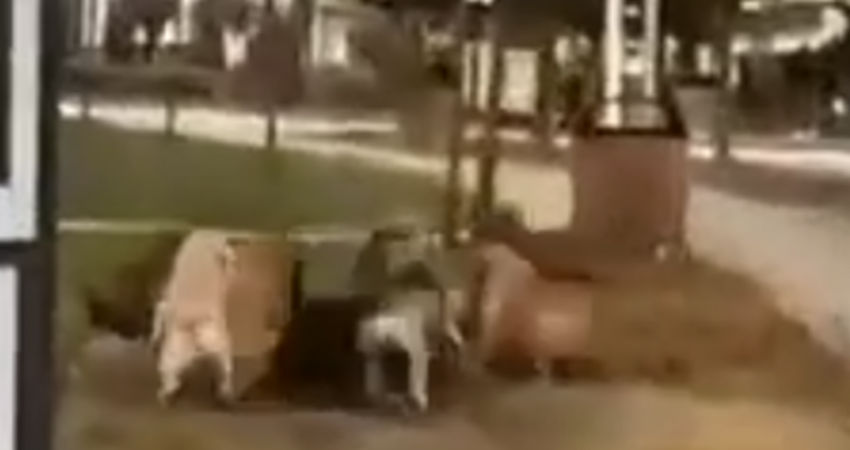 Një grumbull qensh të konviktet në Prishtinë, rrezikohen studentët e kalimtarët