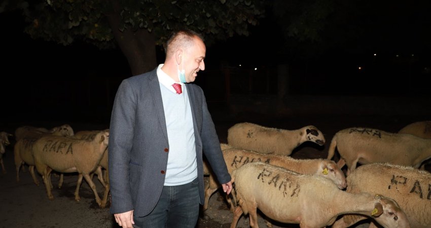 Mytaher Haskuka në mesin e deleve, i jep mbështetje blegtorëve të Prizrenit