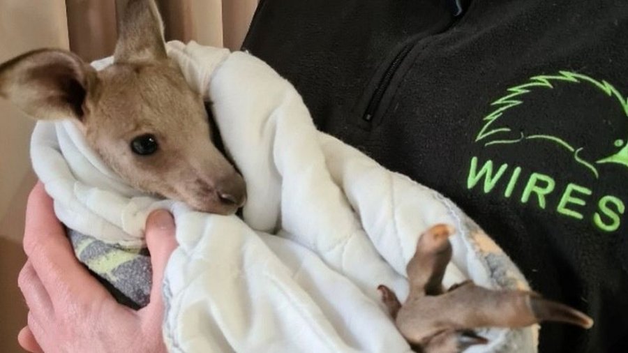 Australi, dy adoleshentë akuzohen për vrasjen e 14 kangurëve