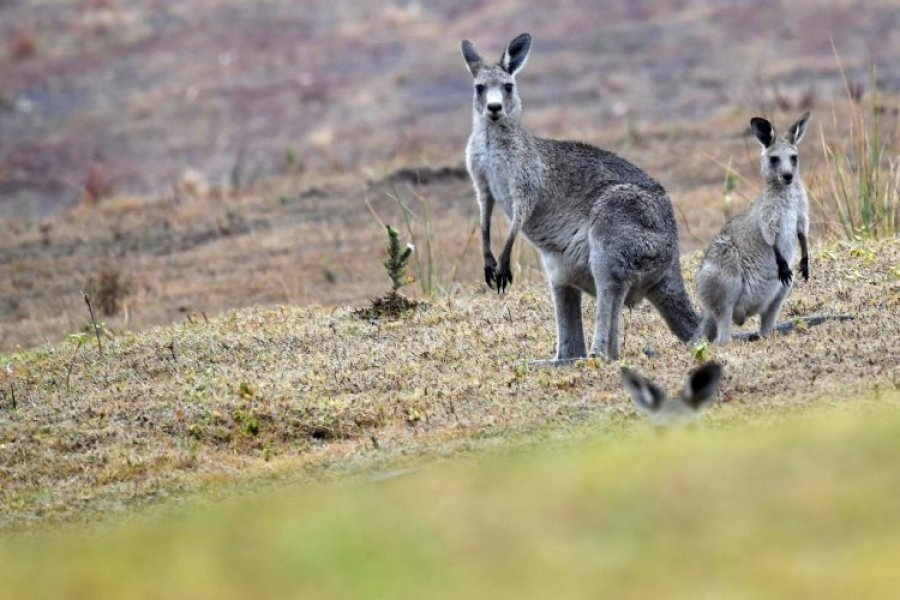 Australi: Ngrihet një akuzë në Australi kundër dy adoleshentëve për vrasjen e 14 kangurëve