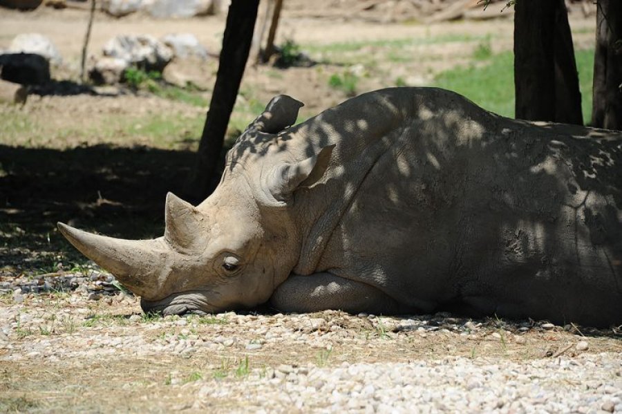 Ngordh Rinoceronti i bardhë me i vjetër në botë 