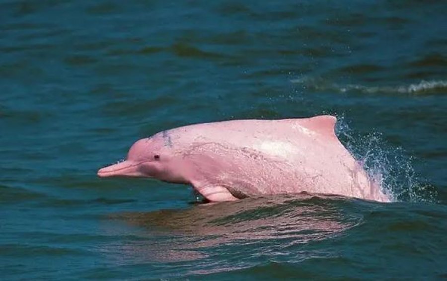 Shkencëtarët: Delfinët rozë drejt zhdukjes