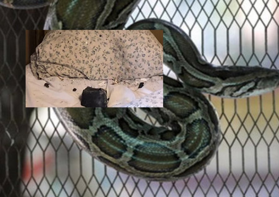 Vrau gruan me një gjarpër në krevat, burri dënohet me burg përjetë