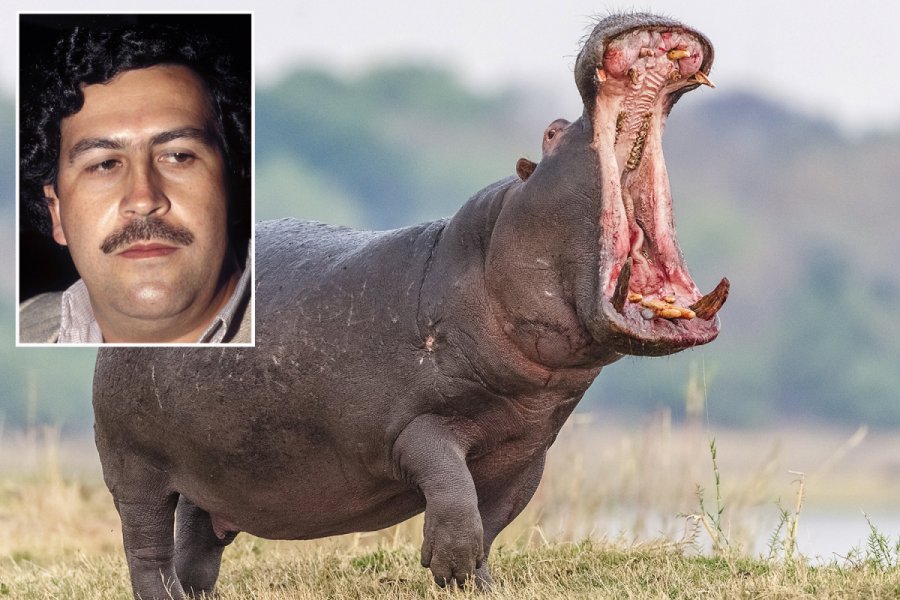 Pablo Escobar: Kolumbia sterilizon hipopotamët e lordit të drogës